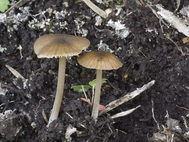 Entoloma longistriatum